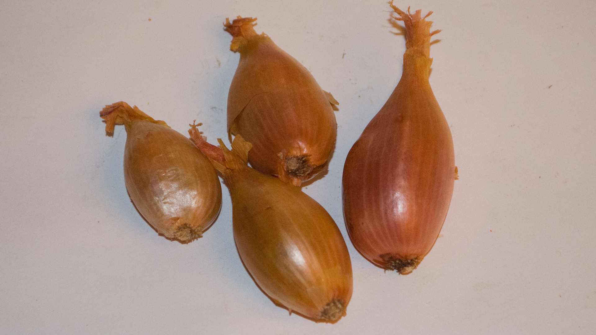 schalotten Schalotten 5 kg