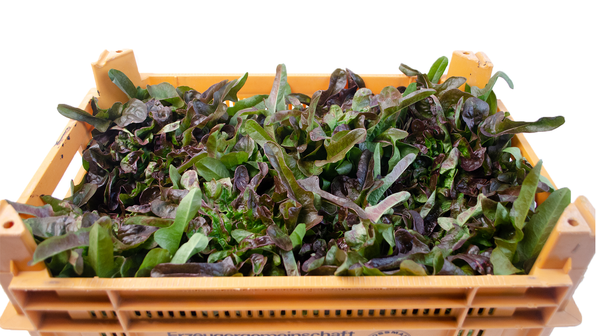 fingersalat-dunkel-kiste