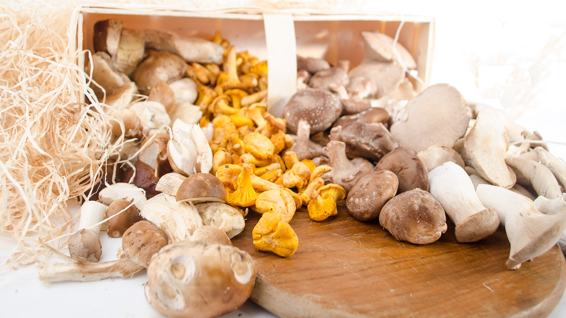 pilz-banner
