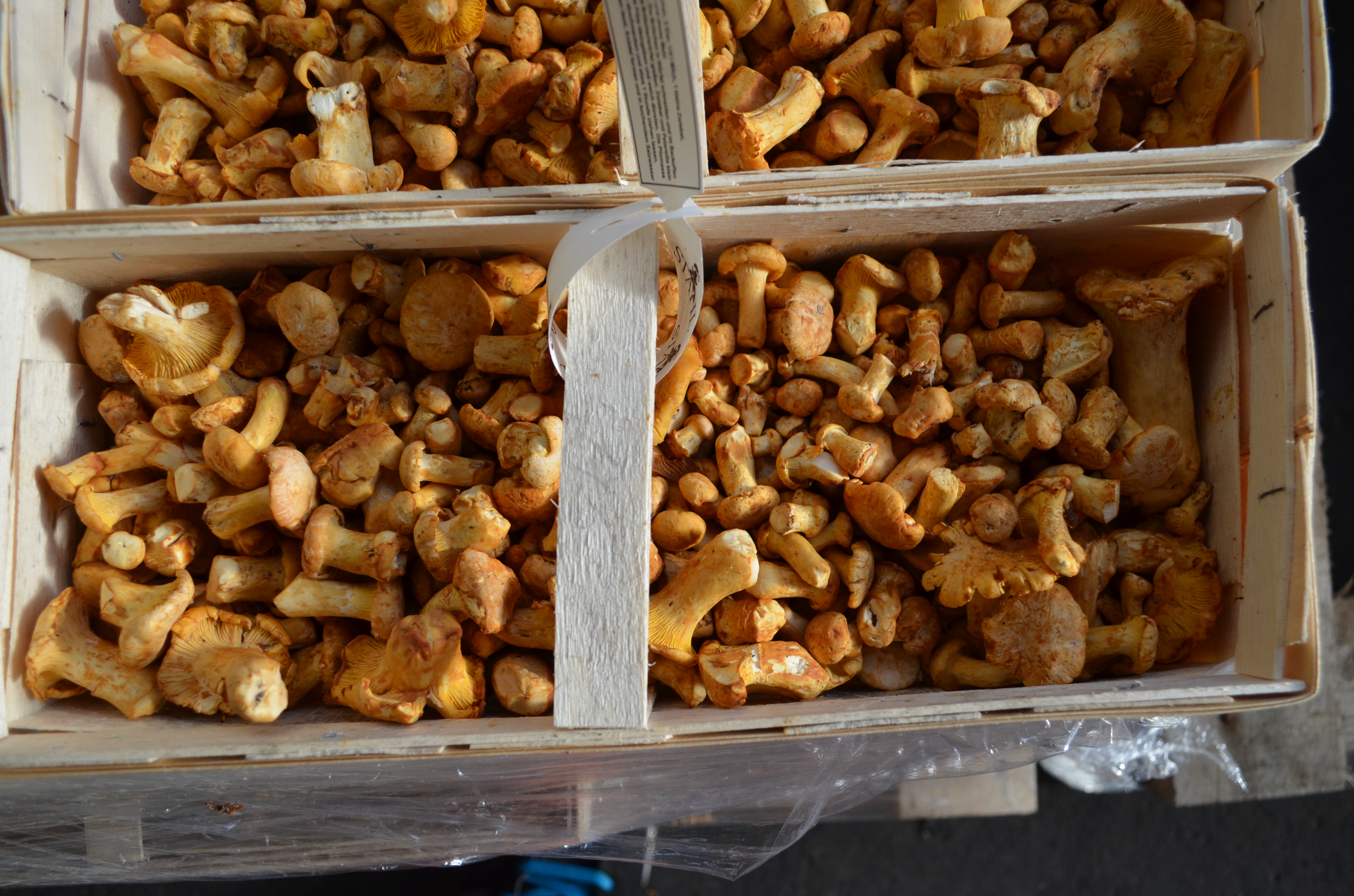 Pfifferlingexr3qF2QqGQbfI