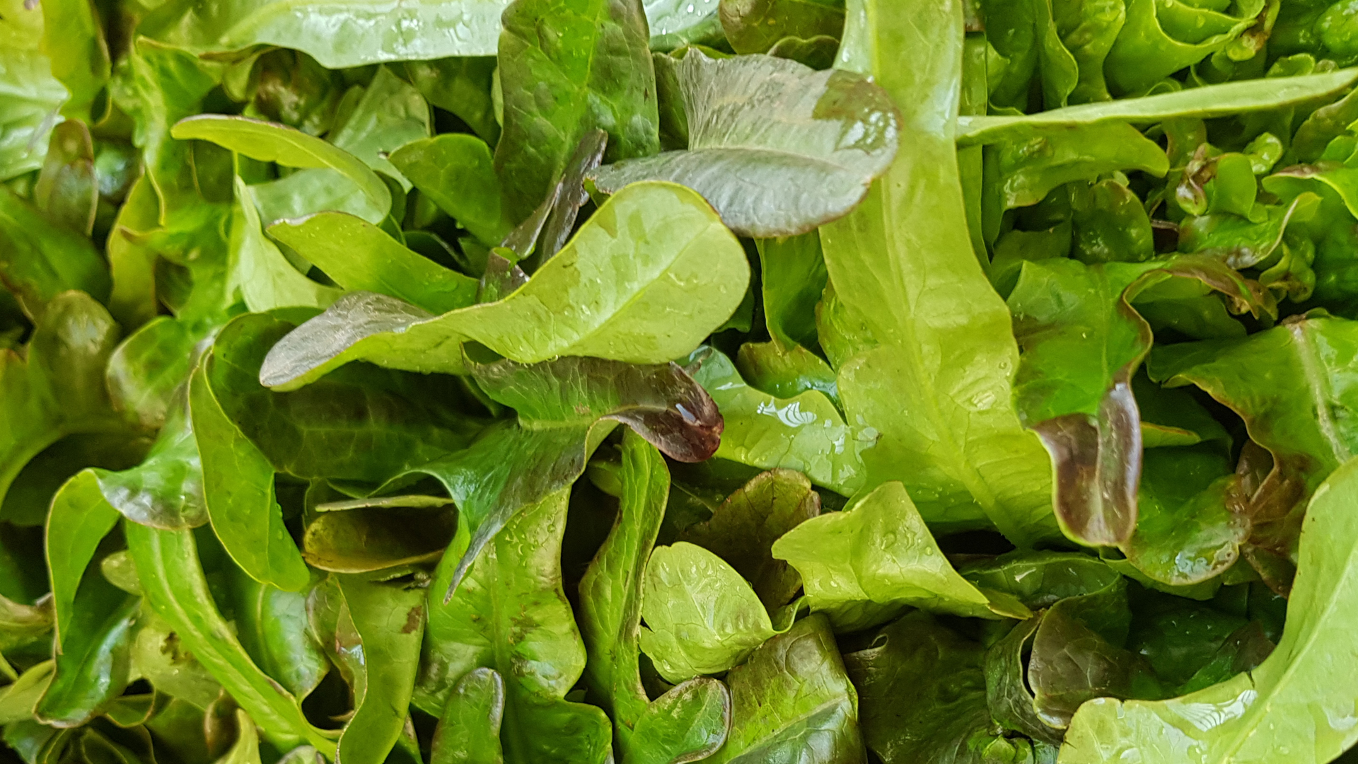 fingersalat-deutschland