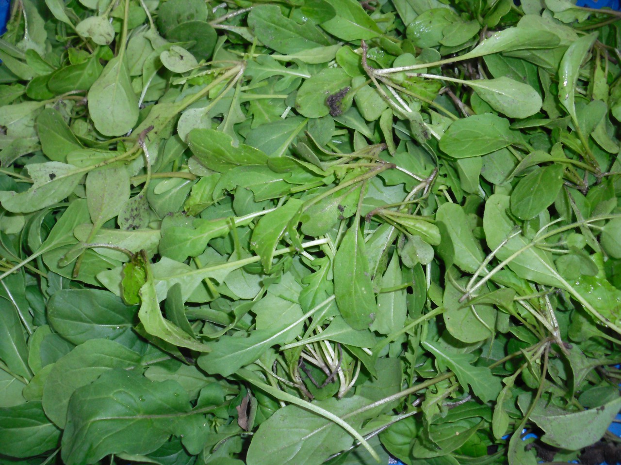 Ruccola